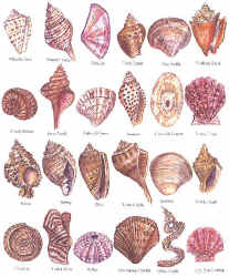 aquatic marine invertebrate species mollusc shellfish sea shells on a t-shirt