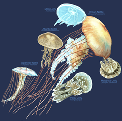 Jellyfish species with Glow in the dark ink on a T-shirt