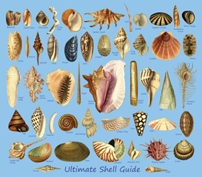 marine mollusc shell species on a t-shirt