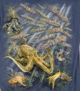 aquatic marine invertebrate species squid and octopus on a t-shirt